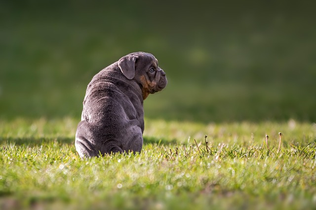 De bedste plejetips til din franske bulldog